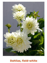 Load image into Gallery viewer, Fresh Dahlias - beautiful fall friends , birthday gift and any day gift