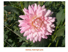 Load image into Gallery viewer, Fresh Dahlias - beautiful fall friends , birthday gift and any day gift