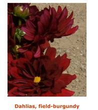 Load image into Gallery viewer, Fresh Dahlias - beautiful fall friends , birthday gift and any day gift