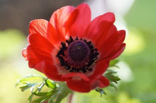 Load image into Gallery viewer, Fresh Anemones! Gorgeous colors!