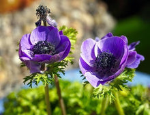 Load image into Gallery viewer, Fresh Anemones! Gorgeous colors!