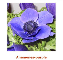 Load image into Gallery viewer, Fresh Anemones! Gorgeous colors!