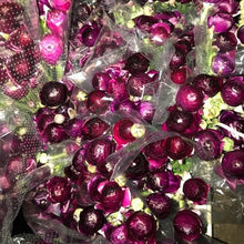 Load image into Gallery viewer, 40 Ranunculus. Lovely Holiday floral gift