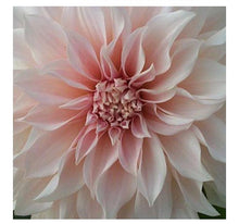 Load image into Gallery viewer, Fresh Dahlias - beautiful fall friends , birthday gift and any day gift