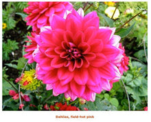 Load image into Gallery viewer, Fresh Dahlias - beautiful fall friends , birthday gift and any day gift