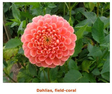 Load image into Gallery viewer, Fresh Dahlias - beautiful fall friends , birthday gift and any day gift