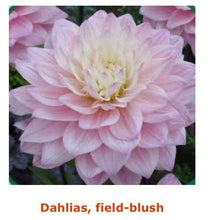 Load image into Gallery viewer, Fresh Dahlias - beautiful fall friends , birthday gift and any day gift