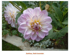 Load image into Gallery viewer, Fresh Dahlias - beautiful fall friends , birthday gift and any day gift