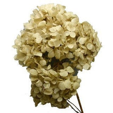 Load image into Gallery viewer, 9 stems of ultra soft dried hydrangea. Gorgeous shades still available