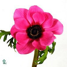 Load image into Gallery viewer, Fresh Anemones! Gorgeous colors!