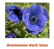 Load image into Gallery viewer, Fresh Anemones! Gorgeous colors!