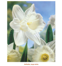 Load image into Gallery viewer, Fresh Daffodils