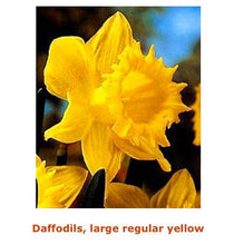Load image into Gallery viewer, Fresh Daffodils