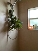 Load image into Gallery viewer, Natural Shower Steamers - Eucalyptus, Rosemary and lavender