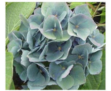 Load image into Gallery viewer, Fresh Antique Hydrangea