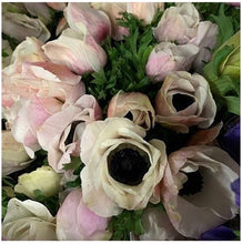 Load image into Gallery viewer, Blush Anemone - bulk special fresh gorgeous farm fresh flowers
