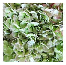 Load image into Gallery viewer, Fresh Antique Hydrangea