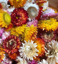 Load image into Gallery viewer, Bulk Dried strawflower heads -100 flower heads