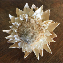 Load image into Gallery viewer, Dried Bleached Artichoke Stems