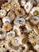 Load image into Gallery viewer, Bulk Dried strawflower heads -100 flower heads