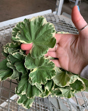 Load image into Gallery viewer, Fragrant garden Floristry kit- Fresh fragrant spring diy flower bouquet kit - Mothers Day gift - Floristry kit