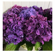 Load image into Gallery viewer, Fresh Hydrangea - 20-50 stems- gorgeous shades - summer flowers