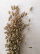 Load image into Gallery viewer, dried bunny tail grass bundles- 3 generous bundles- natural, fall autumn decor, thanksgiving dried flowers
