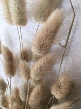 Load image into Gallery viewer, dried bunny tail grass bundles- 3 generous bundles- natural, fall autumn decor, thanksgiving dried flowers