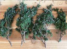 Load image into Gallery viewer, Preserved Juniper with Blue Berries