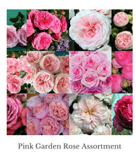 Load image into Gallery viewer, 48 Gorgeous Garden roses in beautiful shades