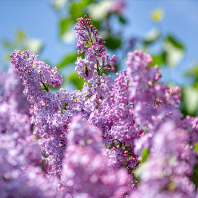 Fresh cut lilacs two growers bunches perfect Flowers for spring and