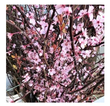 Load image into Gallery viewer, Fresh Cherry Blossom Branches