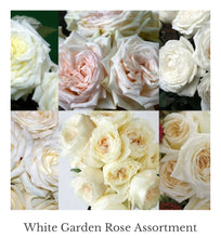 Load image into Gallery viewer, 48 Gorgeous Garden roses in beautiful shades