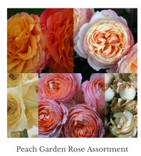 Load image into Gallery viewer, 48 Gorgeous Garden roses in beautiful shades