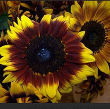 Load image into Gallery viewer, Fresh sunflowers