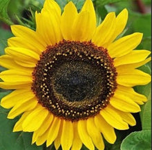 Load image into Gallery viewer, Fresh sunflowers