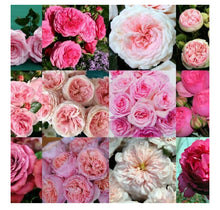 Load image into Gallery viewer, 48 Gorgeous Garden roses in beautiful shades
