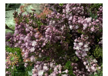 Load image into Gallery viewer, Fresh cut lilacs - two growers bunches