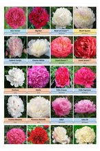 Load image into Gallery viewer, Fresh peony USA grown