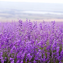 Load image into Gallery viewer, Lavender Soap Bar