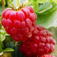 Load image into Gallery viewer, Raspberry Soap Bar set of 4 minis