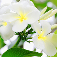 Load image into Gallery viewer, Freesia Soap Bar