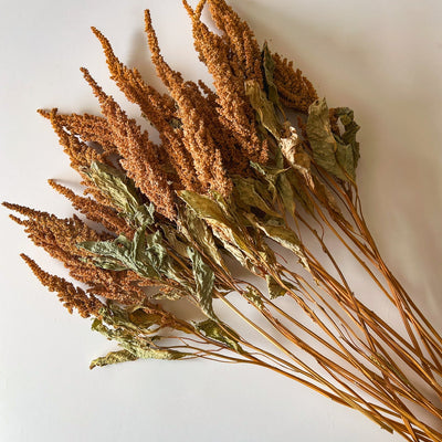 Amaranth, Explained: The Ancient Grain Plant Now Trending as a Dried Design Staple
