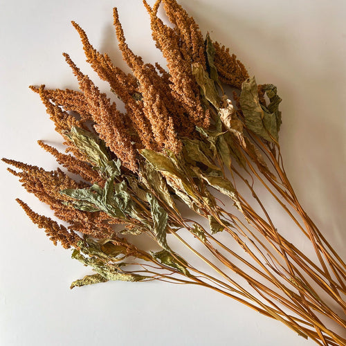 Amaranth, Explained: The Ancient Grain Plant Now Trending as a Dried Design Staple
