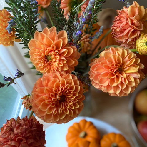 Digging Deep: How to Save Your Dahlia Tubers Before the First Frost Takes Them