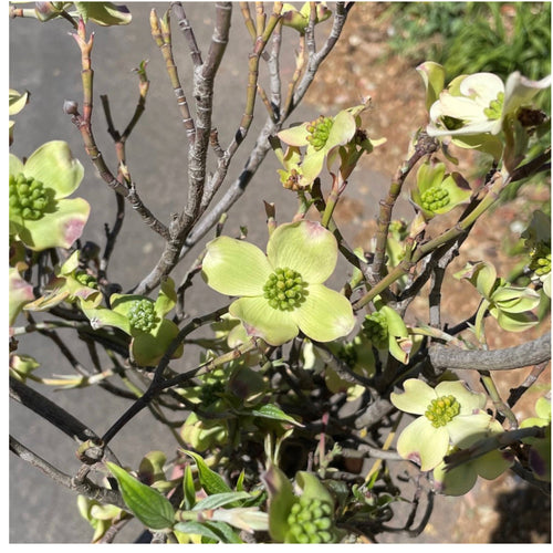 The Dogwood's Quiet Legend: A Southern Bloom's Improbable Folk Tale