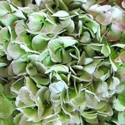 The Science Behind Antique Hydrangea's Color-Changing Blooms (and How to Dry Them at Home)