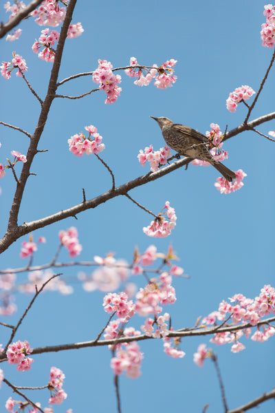 Top 10 Best Places to See Cherry Blossoms Around the World 2023