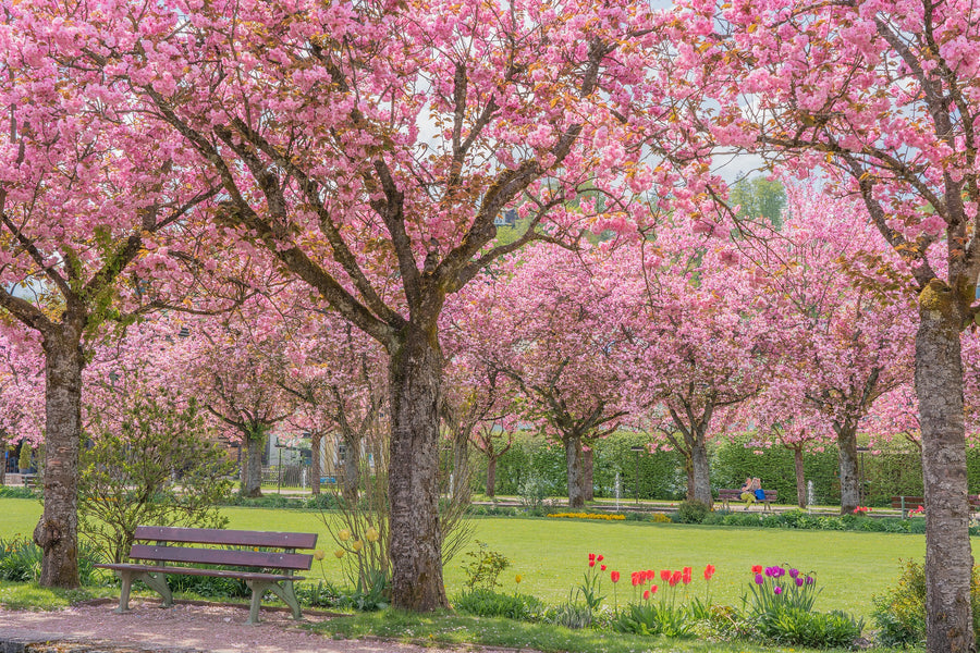 11 of the Best Places to See Cherry Blossoms This Spring 2023