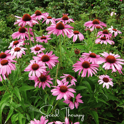 Fall Is Secretly the Best Time to Start a Perennial Bed: A Coneflower Primer for Impatient Gardeners